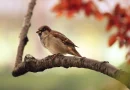 Spatz