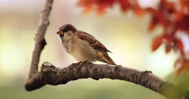 Spatz