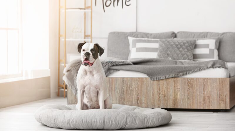 Hund auf weichem Schlafplatz | Welpenfutter