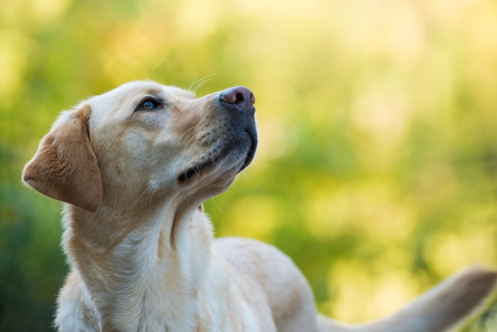 Labrador schaut aufmerksam nach oben | Welpenfutter