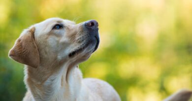 Labrador schaut aufmerksam nach oben | Welpenfutter